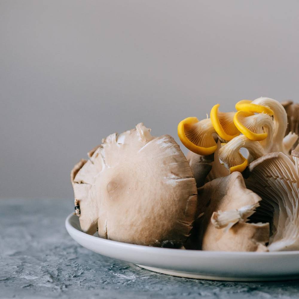 Funghi Pleurotus